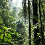 Cosa é la biodiversità e perché é importante per l’essere umano?