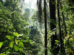 Biodiversity